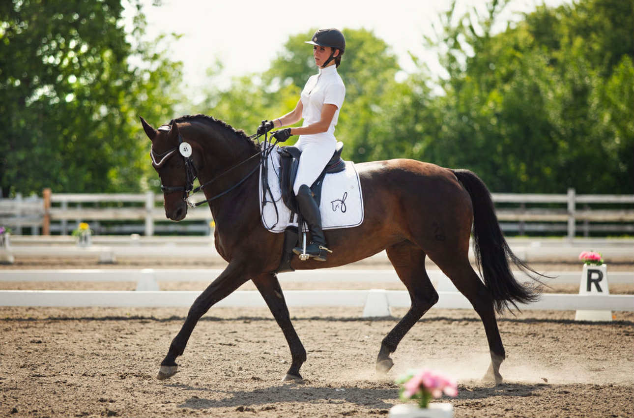 Cours d'équitation classique Rive-Sud