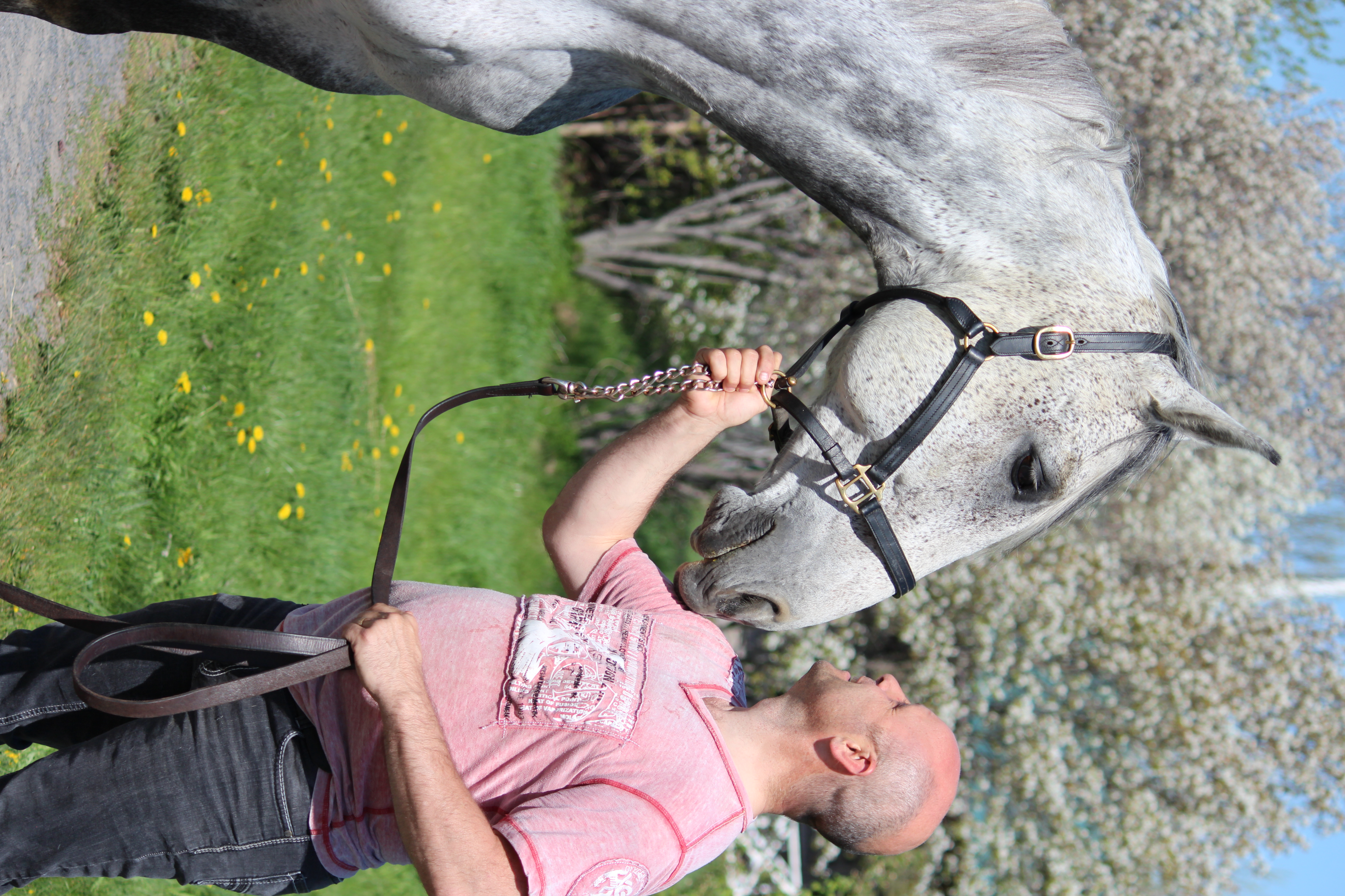 Soin au cheval