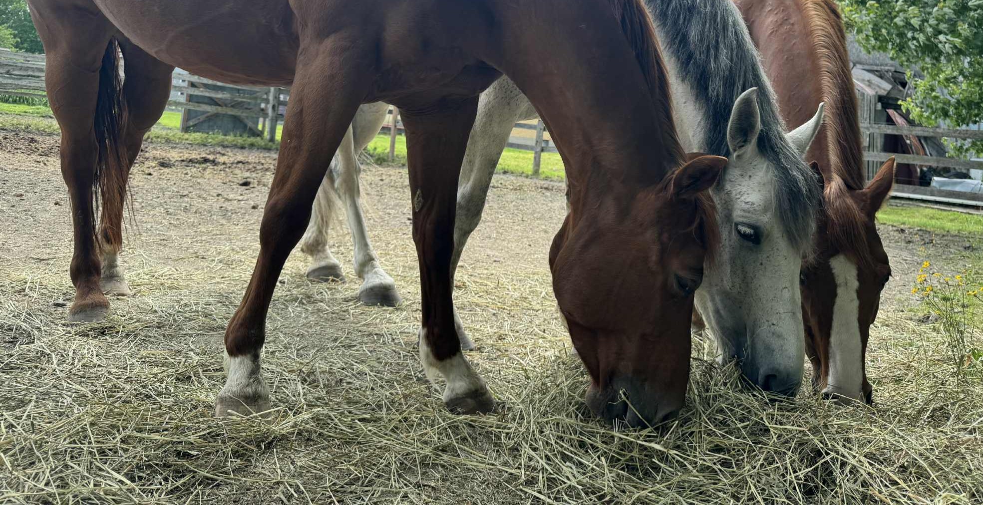 Pension chevaux à Saint-Jean-sur-Richelieu